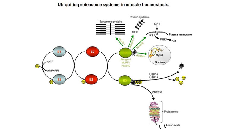 ubiquitin-proteasome pathway model